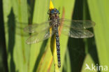 Hairy Dragonfly (Brachytron pratense)