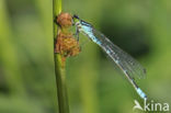 Irish Damselfly (Coenagrion lunulatum)