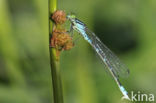 Maanwaterjuffer (Coenagrion lunulatum)