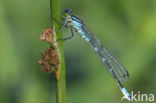 Irish Damselfly (Coenagrion lunulatum)