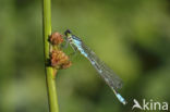 Maanwaterjuffer (Coenagrion lunulatum)