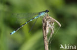 Maanwaterjuffer (Coenagrion lunulatum)