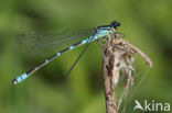 Maanwaterjuffer (Coenagrion lunulatum)