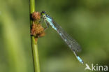 Maanwaterjuffer (Coenagrion lunulatum)