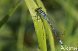 Maanwaterjuffer (Coenagrion lunulatum)