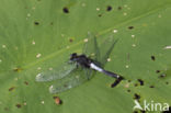 Sierlijke witsnuitlibel (Leucorrhinia caudalis)