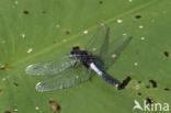 Sierlijke witsnuitlibel (Leucorrhinia caudalis)