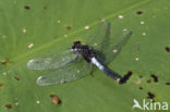 Sierlijke witsnuitlibel (Leucorrhinia caudalis)