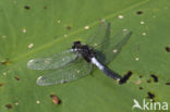 Sierlijke witsnuitlibel (Leucorrhinia caudalis)