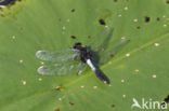 Sierlijke witsnuitlibel (Leucorrhinia caudalis)