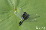 Sierlijke witsnuitlibel (Leucorrhinia caudalis)