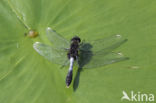 Sierlijke witsnuitlibel (Leucorrhinia caudalis)