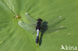 Sierlijke witsnuitlibel (Leucorrhinia caudalis)