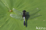 Sierlijke witsnuitlibel (Leucorrhinia caudalis)