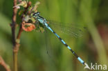 Speerwaterjuffer (Coenagrion hastulatum)