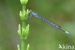 Azure Damselfly (Coenagrion puella)