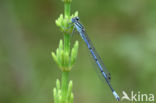 Azure Damselfly (Coenagrion puella)