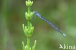 Azuurwaterjuffer (Coenagrion puella)