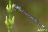 Azuurwaterjuffer (Coenagrion puella)