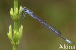 Azuurwaterjuffer (Coenagrion puella)