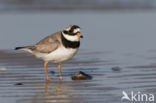 Bontbekplevier (Charadrius hiaticula)