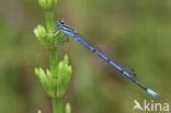 Azure Damselfly (Coenagrion puella)