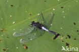 Sierlijke witsnuitlibel (Leucorrhinia caudalis)