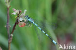 Speerwaterjuffer (Coenagrion hastulatum)