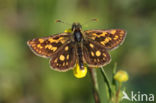 Bont dikkopje (Carterocephalus palaemon)