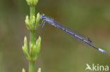 Azuurwaterjuffer (Coenagrion puella)