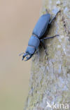 Klein vliegend hert (Dorcus parallelipipedus)