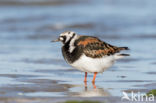 Steenloper (Arenaria interpres)