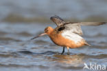 Rosse Grutto (Limosa lapponica)