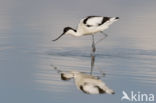 Pied Avocet (Recurvirostra avosetta)