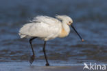 Lepelaar (Platalea leucorodia)