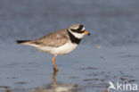 Bontbekplevier (Charadrius hiaticula)