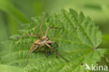 nursery web spider (Pisaura mirabilis)