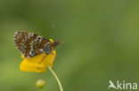 Glanville Fritellary (Melitaea cinxia)