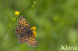 Glanville Fritellary (Melitaea cinxia)