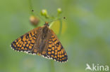 Veldparelmoervlinder (Melitaea cinxia)