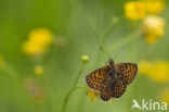 Glanville Fritellary (Melitaea cinxia)