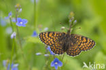 Veldparelmoervlinder (Melitaea cinxia)