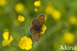 Veldparelmoervlinder (Melitaea cinxia)