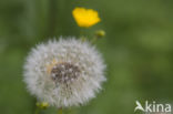 Common Dandelion (Taraxacum vulgare)