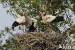 White Stork (Ciconia ciconia)