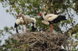 White Stork (Ciconia ciconia)