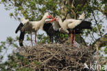 White Stork (Ciconia ciconia)