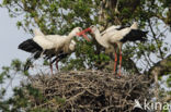 White Stork (Ciconia ciconia)