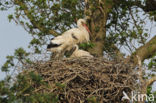 White Stork (Ciconia ciconia)