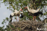 White Stork (Ciconia ciconia)